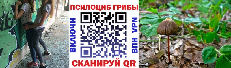 Псилоцибиновые грибы Cubensis  Сорск 
